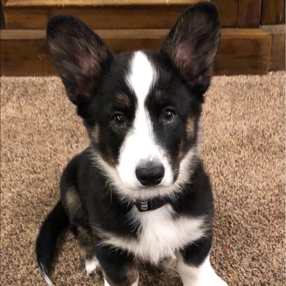 Meet your Posher, Clatus - Picture 3 of 3